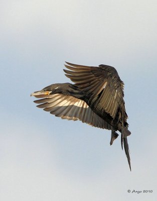 Neotropic Cormorant