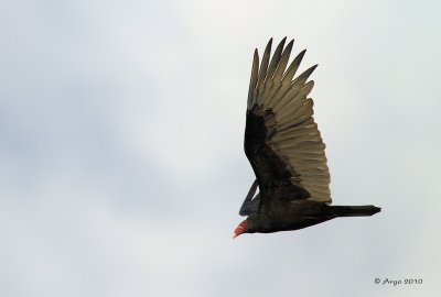 Turkey Vulture