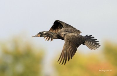 Neotropic Cormorant