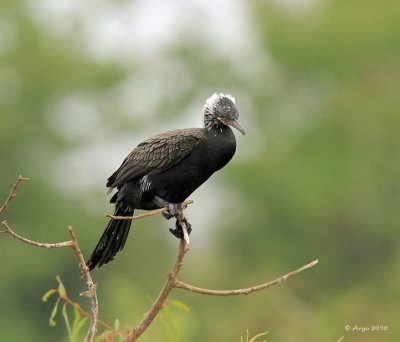 Neotropic Cormorant