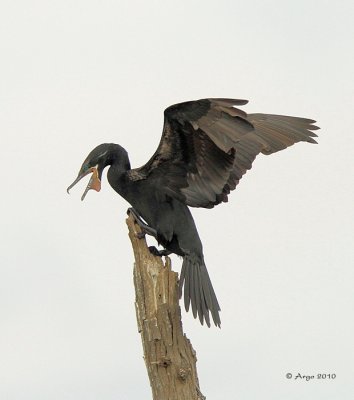 Neotropic Cormorant