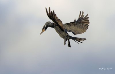 Neotropic Cormorant