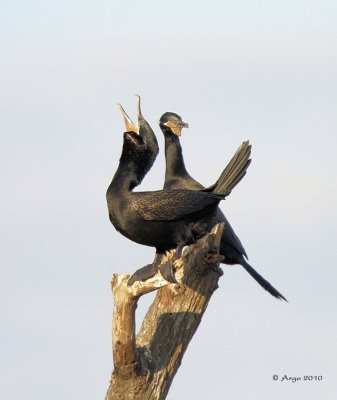 Neotropic Cormorants