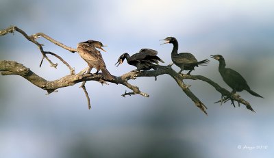 Neotropic Cormorants
