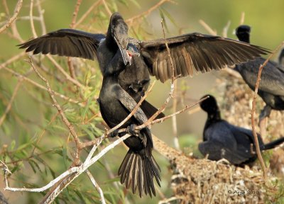 Neotropic Cormorants