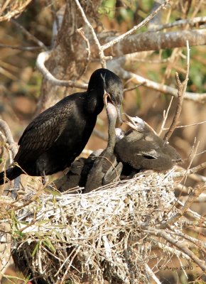 Neotropic Cormorants