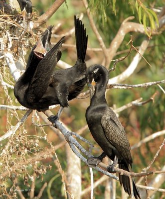 Neotropic Cormorants