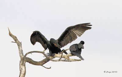 Neotropic Cormorant