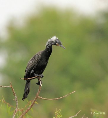 Neotropic Cormorant