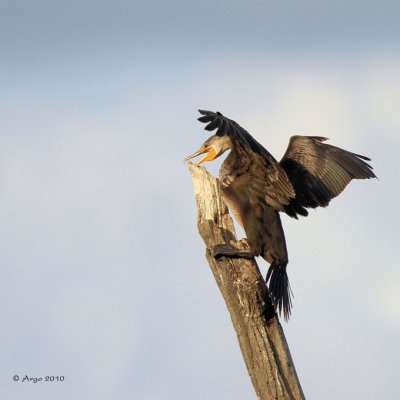 Neotropic Cormorant