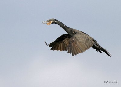 Neotropic Cormorant