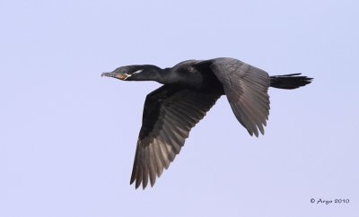 Neotropic Cormorant