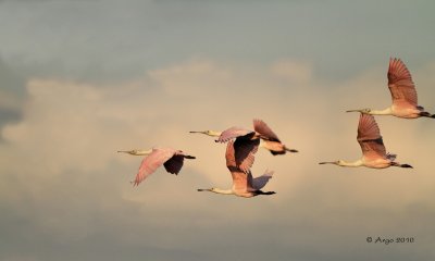 Spoonbills and Ibis's