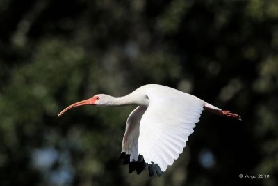 White Ibis.JPG