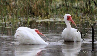 White Ibis