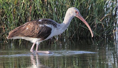 White Ibis