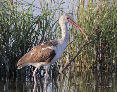 White Ibis