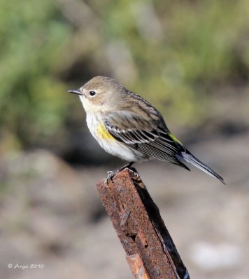 Yellow-rumped Warbler