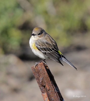 Yellow-rumped Warbler