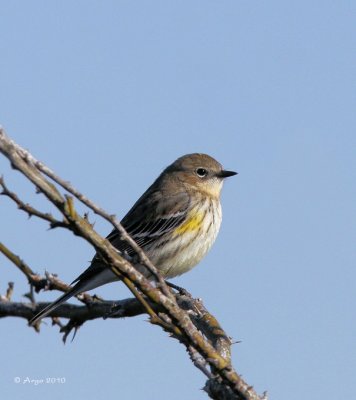 Yellow-rumped Warbler
