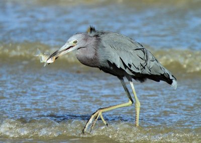 Little Blue Heron