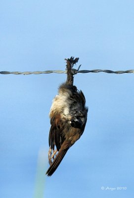 Loggerhead Shrike Kill