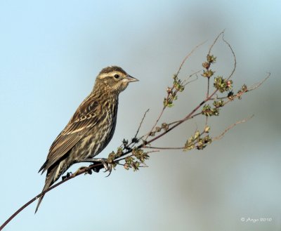 Red-winged Blackbird