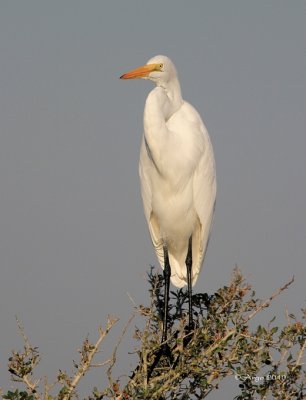Great Egret