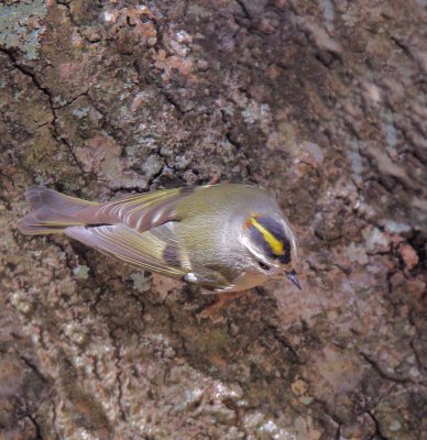 Golden-Crowned Kinglet