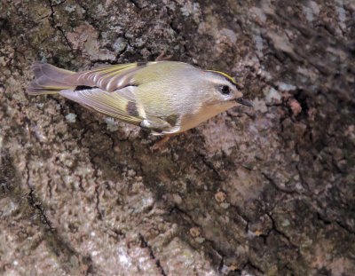 Golden-Crowned Kinglet