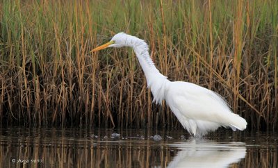  Great Egret