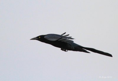 Great-tailed Grackle