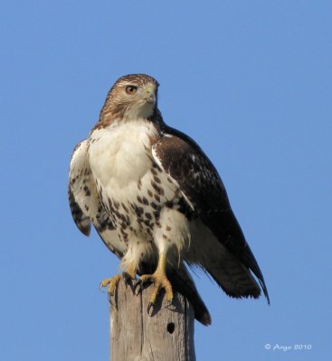 Red-tailed Hawk