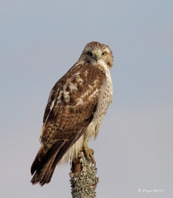 Red-tailed Hawk