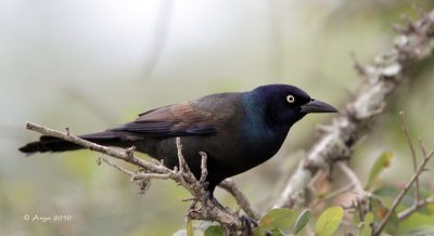 Common Grackle