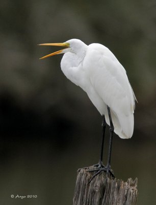 Great Egret