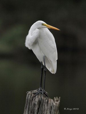 Great Egret