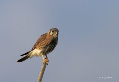 American Kestrel