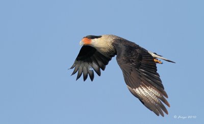 Crested Caracara