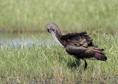 Glossy Ibis