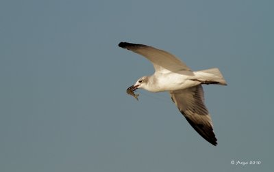 Laughing Gull