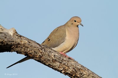 Mourning Dove