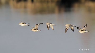 Black-bellied Plovers