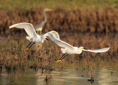 Snowy Egrets