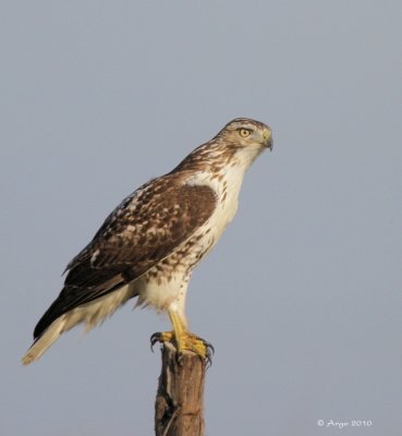 Red-tailed Hawk