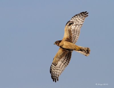 Northern Harrier