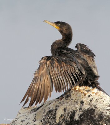 Neotropic Cormorant