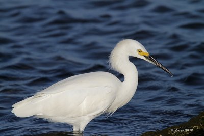 Snowy Egret