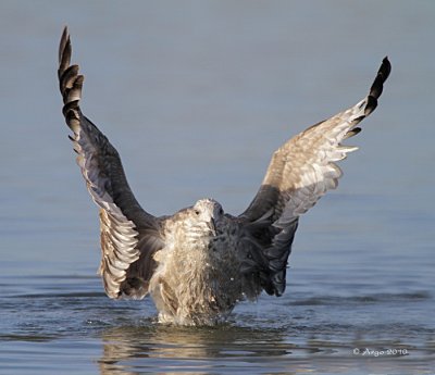 Herring Gull