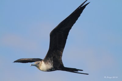 Magnificent Frigate Bird